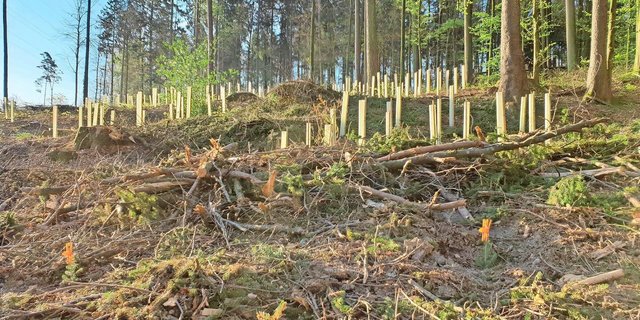 Wälder müssen klimafitter werden. Beim Aufforsten gilt es auf eine Durchmischung der Baumarten zu achten. Solothurn arbeitet an einer an den Kanton angepassten Baumartenempfehlung, die bald aufgeschaltet werden soll.  