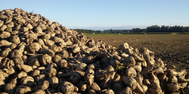 Die Anbaubereitschaft für Zuckerrüben ist in den letzten Jahren gesunken. (Bild ji)