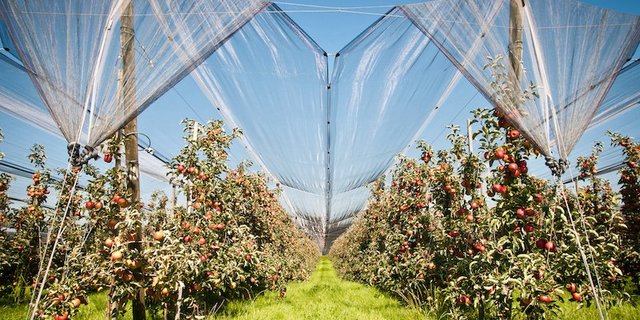 Einnetzen statt spritzen: Das wäre eine der Massnahmen, die im Nachhaltigkeitsprogramm der Migros für den Anbau von Kernobst gefördert werden soll. (Bild Migros)