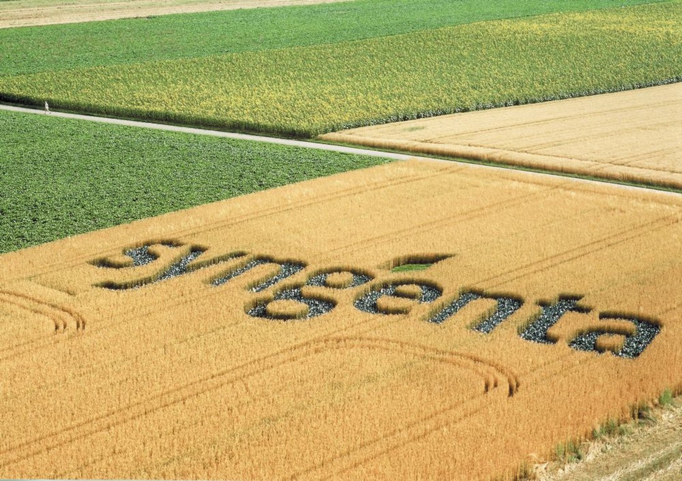 Syngenta will mit dem Good Growth Plan dafür sorgen, dass auch die Erträge von Weizen bis 2020 um 20% gesteigert werden können. Mit dieser Intensivierungsstrategie stösst der Konzern aber auf Kritik. (Bild: zVg)