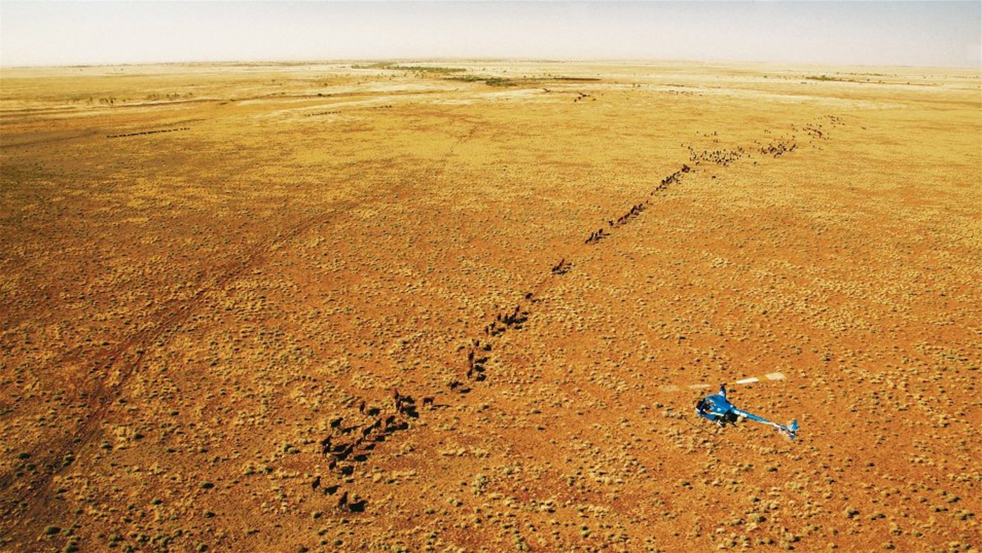 Die Halbwüsten des australischen Kontinents bieten nicht viel Futter. Auf der Suche nach Gras und Wasser treibt der Lärm des Helikopters eine Rinderherde in die nächste «Weide». (Bild Scott Bridle)