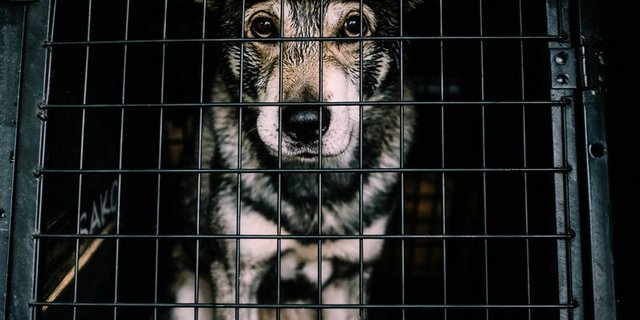 Der Veterinärdienst des Kantons Aargau hat achtzehn Tierhalteverbote ausgesprochen: Die Tierhalter hätten ihre Tiere entweder vernachlässigt, kranke und verletzte Tiere nicht angemessen behandelt oder seien nicht willens oder fähig gewesen, die Tiere tierschutzkonform zu halten. (Bild Unsplash)