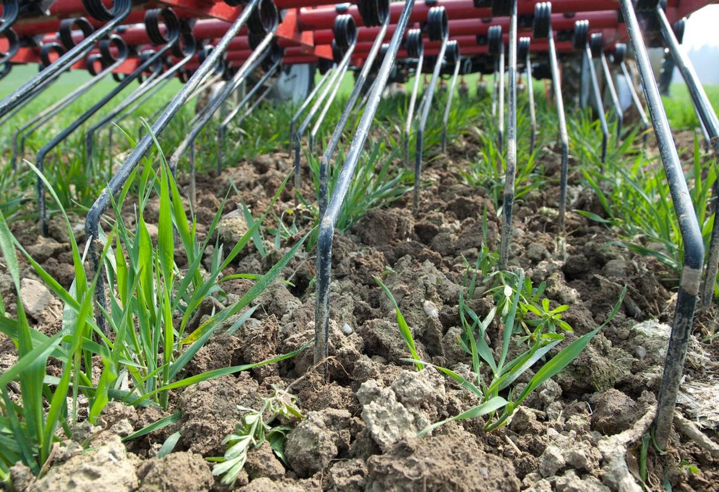 Der Förderverein JätRobi setzt sich für eine Unkrautbekämpfung ohne Herbizide ein. (Bild Agroscope)