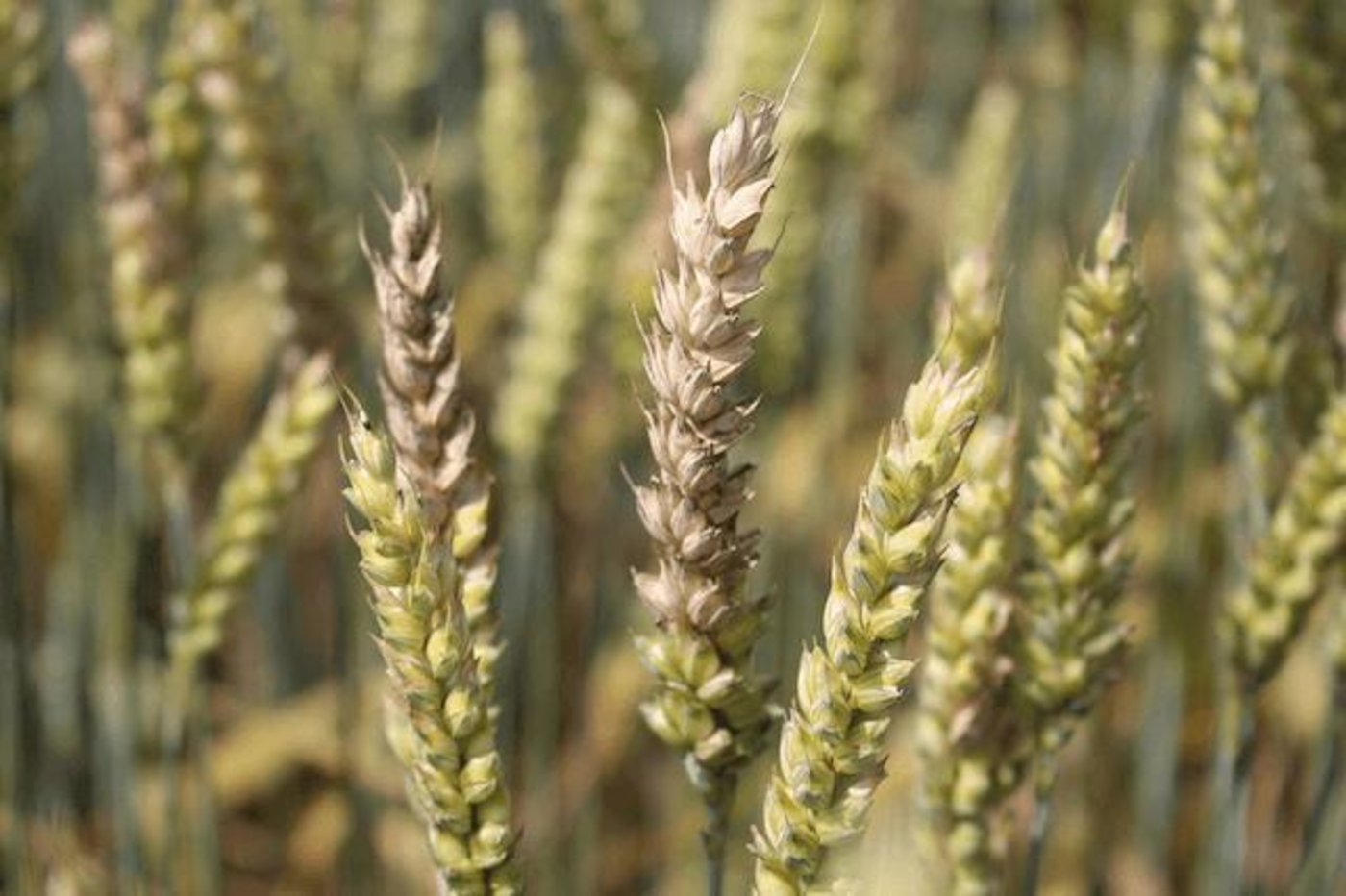 Symptome auf Weizenähren nach Befall mit Fusarien. Da der Pilz gefährliche Giftstoffe produziert, ist seine Bekämpfung wichtig. (Bild zVg)