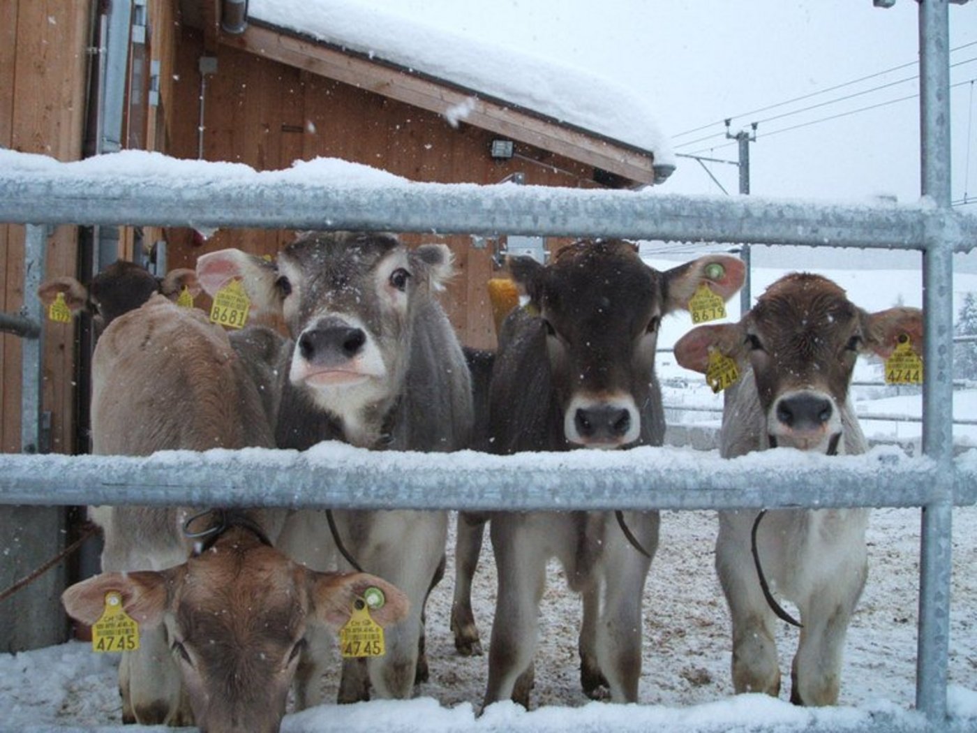 Kälber dürfen in Hessen beim Enthornen keine Schmerzen mehr leiden. (Bild Doris Pleisch/landwirtschaft.ch)