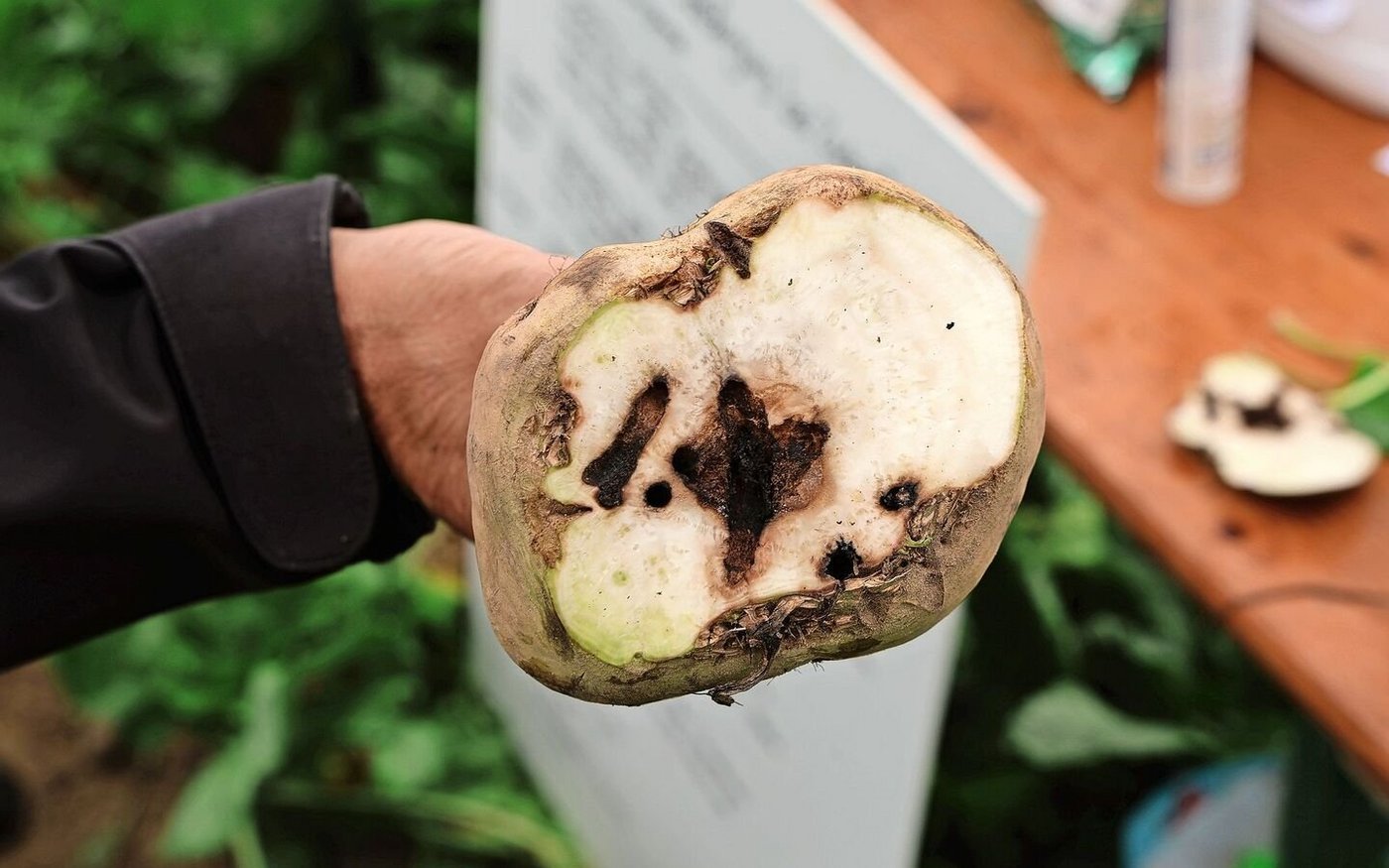 Durch die Larve des Rübenrüsslers verursachte Frassschäden.