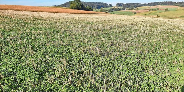 Ideal ist die Kalkausbringung ins Stoppelfeld, danach in die Gründüngung oder wie hier ins Stoppelfeld mit Klee-Untersaat.