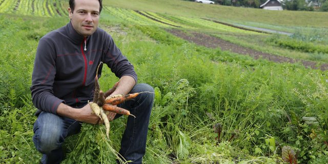 Urs Baumann auf seinem Karottenfeld. Die ersten diesjährigen Karotten konnten schon geerntet werden. Die Vielfalt der farbigen Rüebli sieht man auf dem nächsten Bild ... (Bilder: fi)