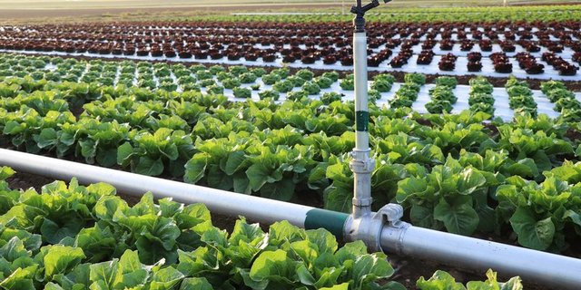 Ohne genügend Wasser wächst nichts. Die Frage ist zunehmend, woher man das Wasser noch nehmen kann. (Bild BauZ)