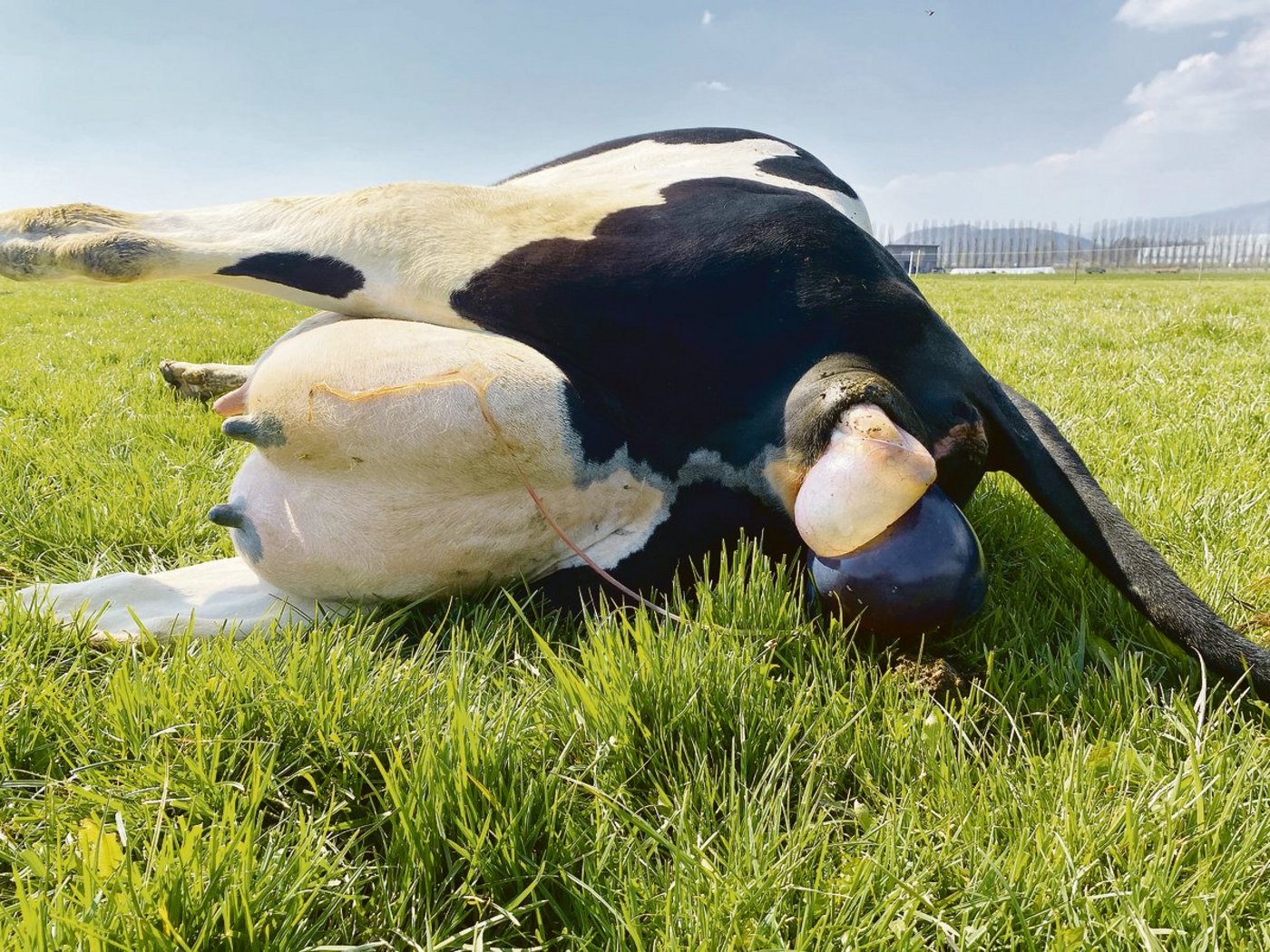 Eine problemlose Geburt ist der beste Start ins Leben. Dabei sollte man dem Muttertier genügend Zeit lassen und die Lage immer unter Kontrolle haben.(Bilder Nicole Geiser)