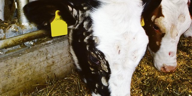 Die schuppig-krustigen Hautveränderungen, die der Pilz verursacht, breiten sich zuerst am Kopf und um die Augen des Kalbes aus. (Bilder KGD)