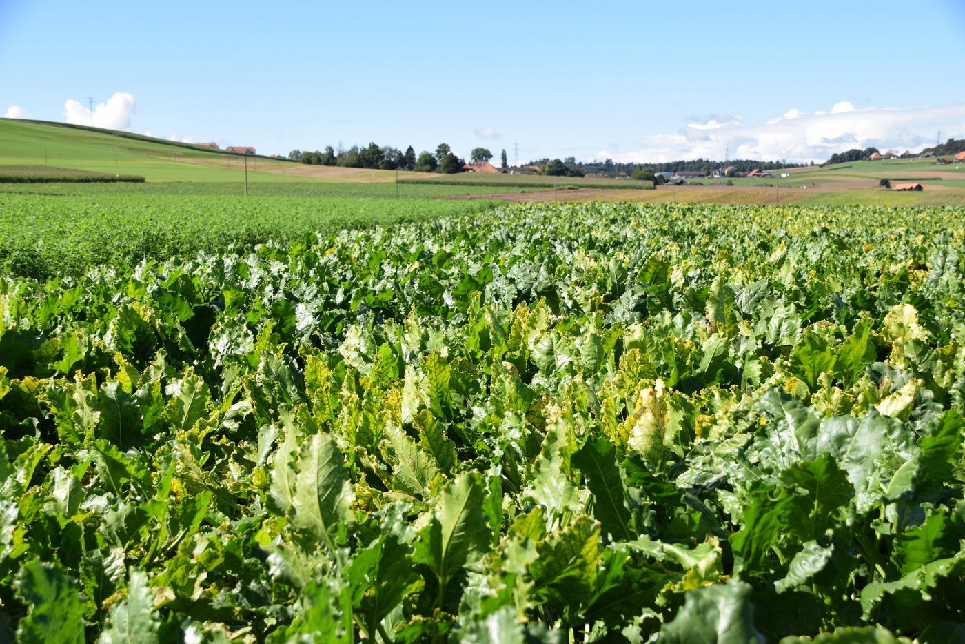 Agroscope und das FiBL  suchen nun nach Lösungen, um die Blattläuse auch ohne das Insektizid Gaucho in Schach zu halten. Blühstreifen und das Pflanzen von Rüben könnten helfen. Bis tolerante Sorten salonfähig sind, kann es noch vier Jahre dauern. (Bild BauernZeitung/sjh)