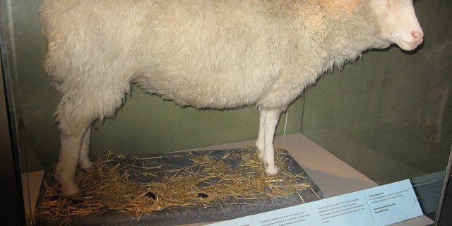 Das Schaf Dolly war das erste geklonte Säugetier (hier ausgestellt im Royal Museum of Scotland). (Bild Maltesedog)