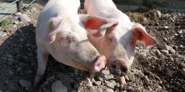 (Martin Hiltebrand/landwirtschaft.ch)