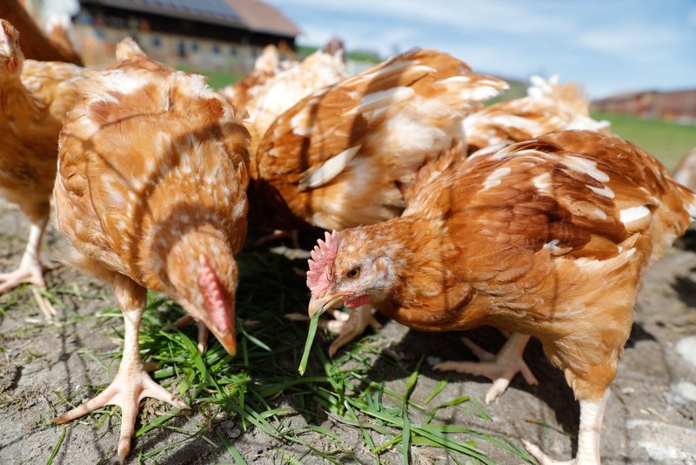 Jetzt wird gegackert und gepickt - Das Hühnergegacker aus dem Regionalteil Nordwestschweiz. (Bild Peter Roethlisberger)