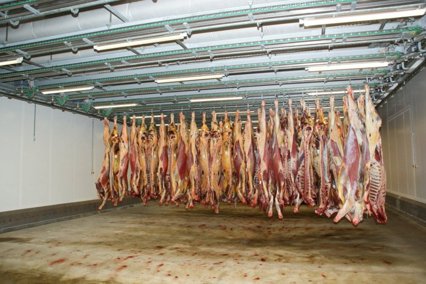 In Australien wird das Schlachtvieh wegen Dürre knapp. (Symbolbild ji)