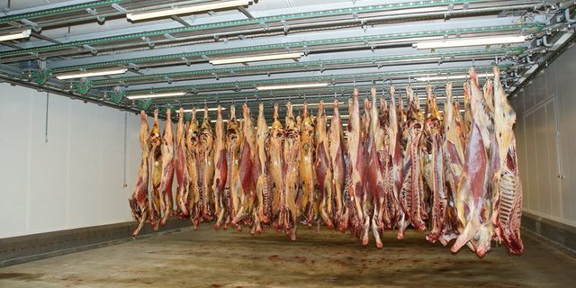 In Australien wird das Schlachtvieh wegen Dürre knapp. (Symbolbild ji)