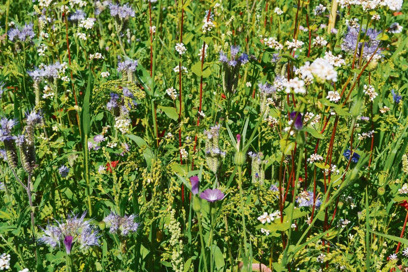 Blühstreifen sollen die Biodiversität fördern. Experten sind sich einig, dass es weitere Massnahmen zum Biodiversitäts-Schutz braucht. Für einmal steht nicht nur die Landwirtschaft im Fokus. (Bild jba)