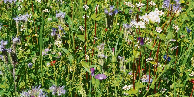 Blühstreifen sollen die Biodiversität fördern. Experten sind sich einig, dass es weitere Massnahmen zum Biodiversitäts-Schutz braucht. Für einmal steht nicht nur die Landwirtschaft im Fokus. (Bild jba)