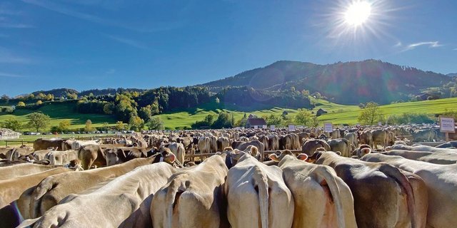 Die Zahl der aufgeführten Kühe sprengt schier jede Dimension. Trotzdem geht alles geordnet und rasch.