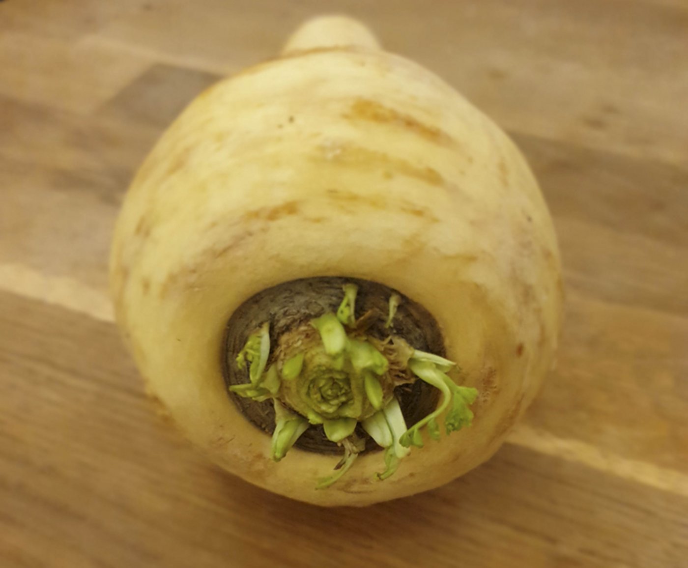 Die Pastinake lässt sich leicht mit der Petersilienwurzel verwechseln. Sie werden auch oft für dieselben Gerichte eingesetzt. (Bild ji)