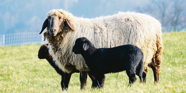 Lammfleisch in der Schweiz wäre gesucht. Zwei Drittel vom Konsum muss immer noch importiert werden.(Bild zVg)