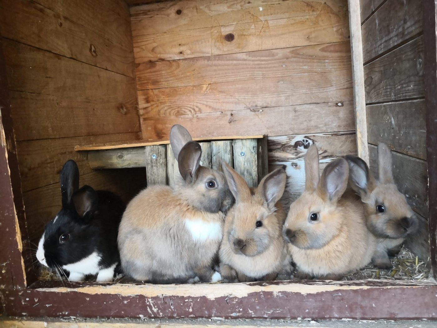 Mit unserem Listicle punkten Sie an Ostern mit einer Extraportion Wissen zu den Langohren. Machen Sie zudem bei unserem Wettbewerb auf der Suche nach echten Osterhasen mit (Bild: BauZ/Simone Barth).