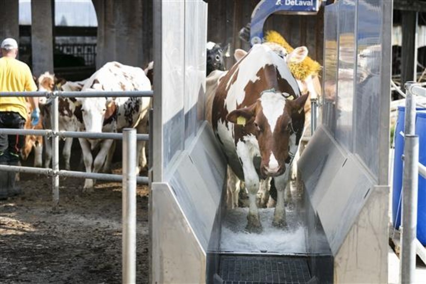 Das Klauenbad hilft die Situation unter Kontrolle zu bringen.