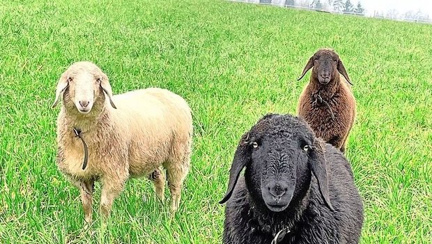 Die erste Etappe der Moderhinke-Bekämpfung war positiv. 