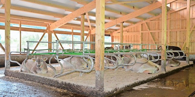 Stimmt der Liegebereich, verbringen die Kühe 12 bis 14 Stunden mit Liegen. Dabei werden die Gelenke entlastet, die Durchblutung des Euters und das Wiederkäuen gefördert.    