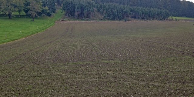 Soll Kunstwiese im Spätsommer ausgesät werden, sollte das bis Ende August geschehen. Später läuft man Gefahr, dass der wärmebedürftige Klee erfriert. (Bild Beat Reidy)