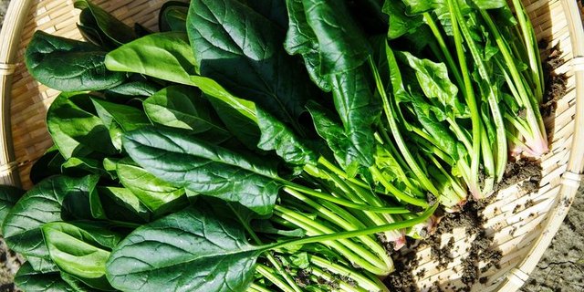 Spinat ist vielseitig verwendbar. (Bild pd) 