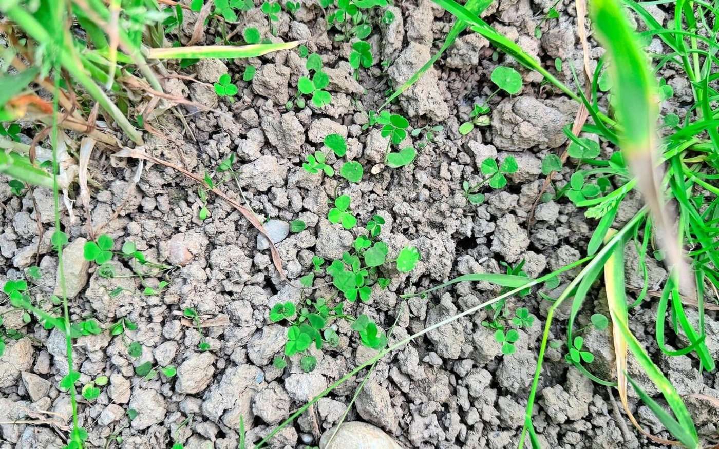 Hier wächst die Untersaat. Deutlich zu erkennen ist der Klee. 