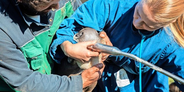 Der Bolus ersetzt eine regelmässige Versorgung mit Mengenelementen wie Kalzium, Phosphor, Magnesium und Natrium nicht, er kann aber helfen, kurzfristige Defizite zu überbrücken oder gar nicht erst entstehen zu lassen. 