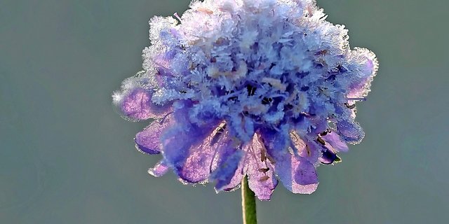 Dieses Jahr sieht es  nicht danach aus, als würden im Mai die Wittwenblumen auf den Wiesen mit Eiskristallen verziert werden. (Bild Pixabay)