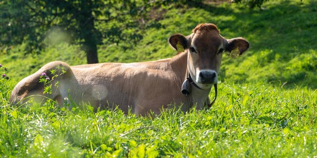 Ob sie wohl Bella heisst? Die Wahrscheinlichkeit ist – statistisch gesehen – gross. (Bild BauZ)