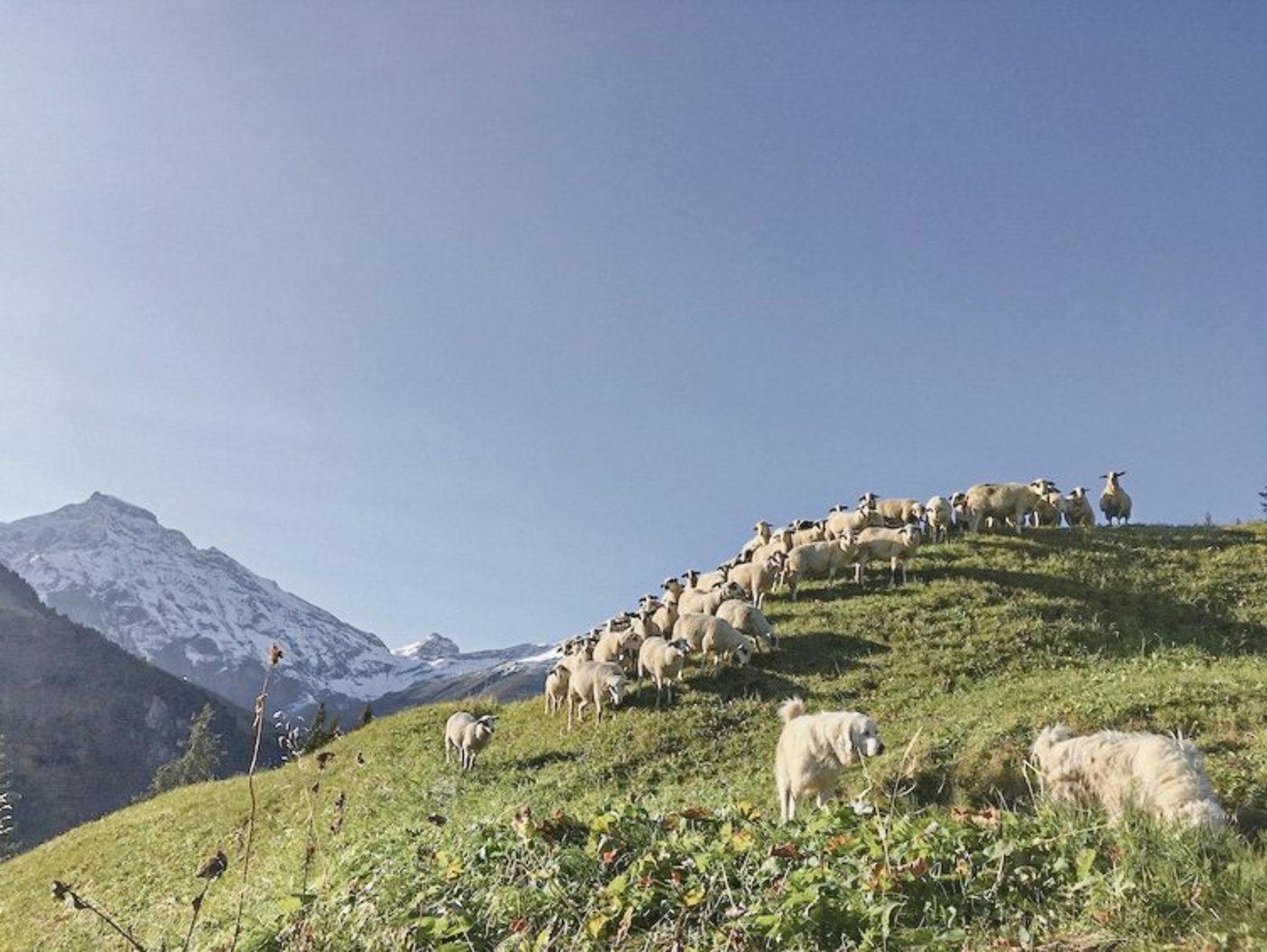 Die Schafe von Simon und Anita Buchli mit den Herdenschutzhunden auf der Alp. Der Bergbauer fragt sich manchmal, ob das Schaf neben dem Wolf künftig noch Platz hat. (Bild Pro Specie Rara)