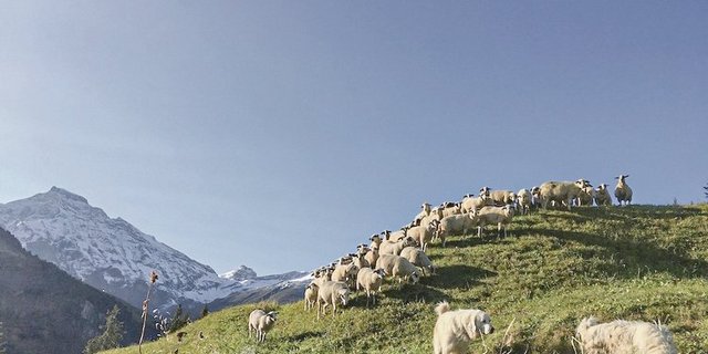 Die Schafe von Simon und Anita Buchli mit den Herdenschutzhunden auf der Alp. Der Bergbauer fragt sich manchmal, ob das Schaf neben dem Wolf künftig noch Platz hat. (Bild Pro Specie Rara)
