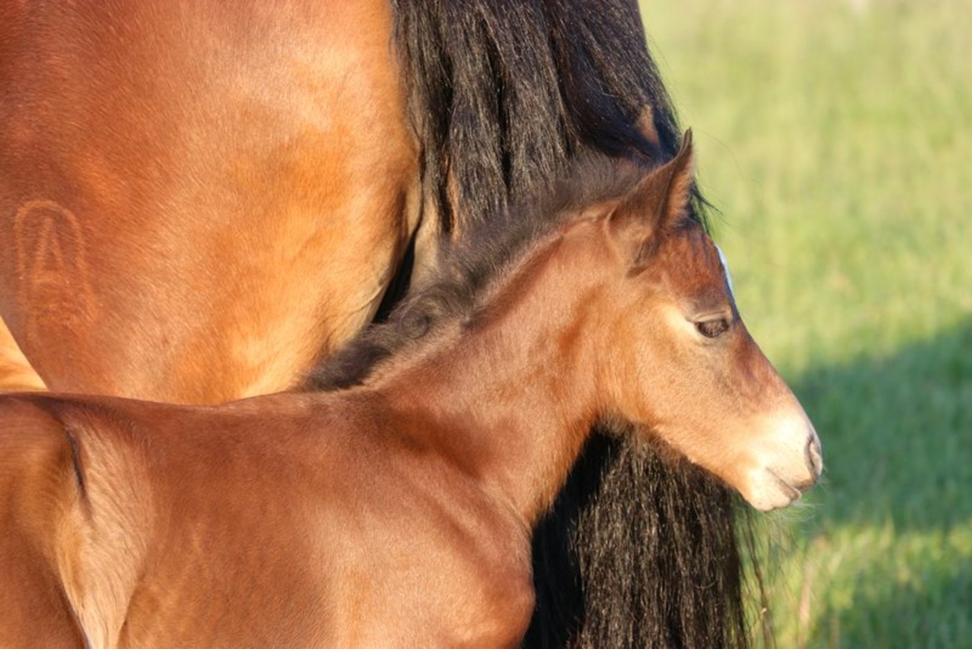 Auf der Plattform folenverkauf.ch werden nicht nur die ausgewählten Elitefohlen präsentiert, es finden sich dort auch Inserate für Pferde verschiedener Rassen sowie für Fohlenweide-Plätze. (Bild BauZ) 