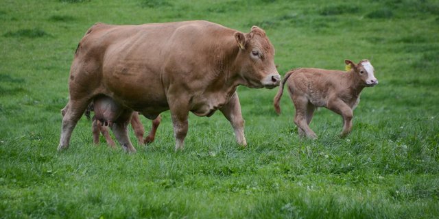 Es müssen weniger Tiere aufgezogen werden, um geschlachtete Mutterkühe zu ersetzen. (Bild Andrea Gysin)