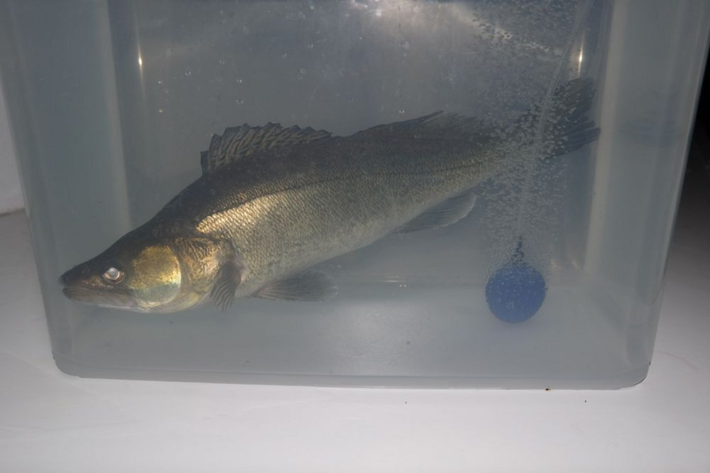 Schlachtreifer Zander: Nach rund zehn Monaten Mastzeit wiegen die   Fische 900 bis 1000 Gramm. Landwirt ... (Bilder Josef Kottmann)