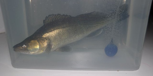 Schlachtreifer Zander: Nach rund zehn Monaten Mastzeit wiegen die   Fische 900 bis 1000 Gramm. Landwirt ... (Bilder Josef Kottmann)