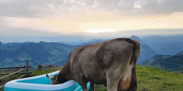 Trotz des heissen Sommers war auf den Schwyzer Alpen die Wasserversorgung der Tiere grossmehrheitlich sichergestellt.