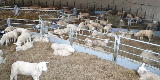 Das Engadinerschaf kann eine gute Ausgangsrasse für eine ideal an den Betrieb angepasste Zucht sein. (Bild ly)