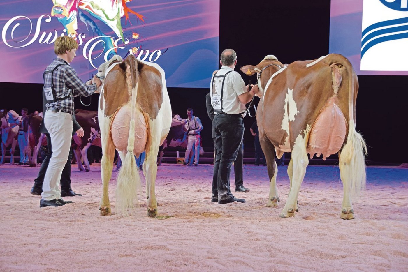 Die SMP knüpfen eine Zusage des Sponsorings von Viehausstellungen seit geraumer Zeit an einen positiven Bericht des Veterinärs. Jener der letzten Swiss Expo in Genf (unser Bild) ist noch ausstehend. (Bild Peter Fankhauser)