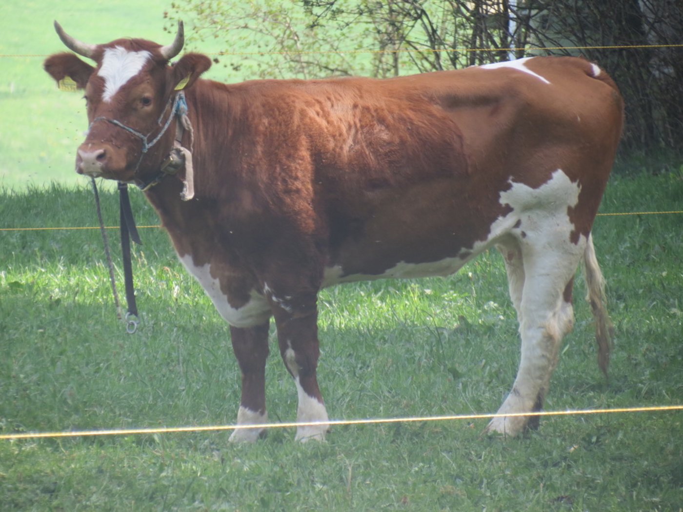 Spächtli ist gerettet. (Bild Gut Aiderbichl)