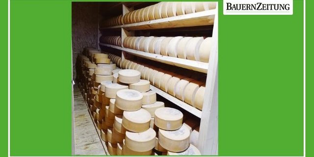 «Spitzhorn Extra» ist das Hauptprodukt der Spitzhorn-Käserei. Er lagert im Gaden, bis er verkauft wird.  (Bild Toni Bergmann)