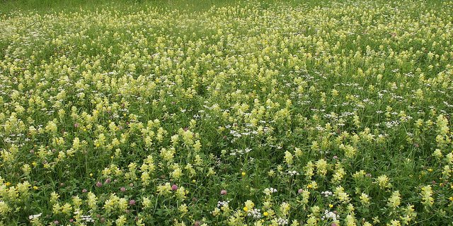 Diese Wiese ist übersäht mit Klappertopf-Pflanzen. (Bild Wikipedia)