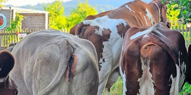 Wie weiter? Der Milchmarkt steht vor einer noch nie dagewesenen Situation. Es ist kaum abschätzbar, wo die Reise auf dem Markt hingeht.