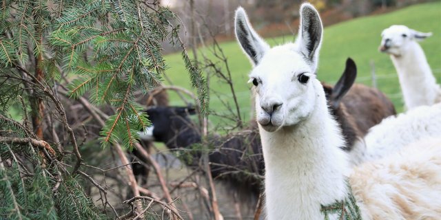 Lamas lieben Tannäste, deren Verzehr sich positiv auf den Wurmbefall auswirkt. Dadurch konnte die Züchterfamilie Fedier in den vergangenen Jahren auf den Einsatz von Entwurmungsmittel verzichten. (Bilder Reto Betschart)